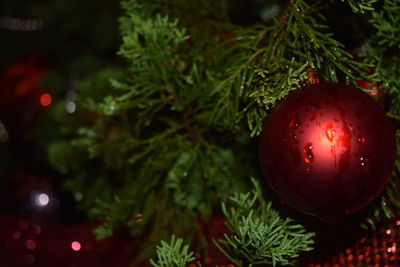 Close-up of wet red ornament of christmas tree at night
