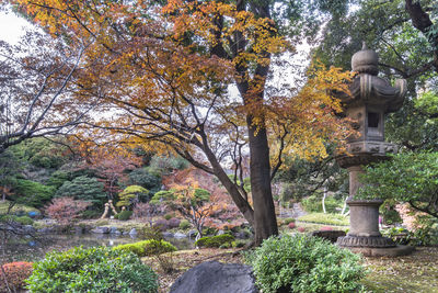 Trees in park during autumn