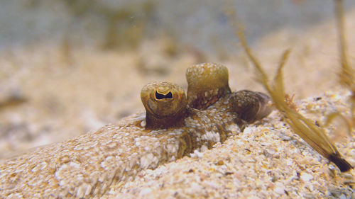 Close-up of lizard on sand at beach