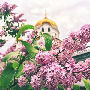 Pink flowers blooming on tree