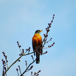 Low angle view of bird perching on branch against blue sky