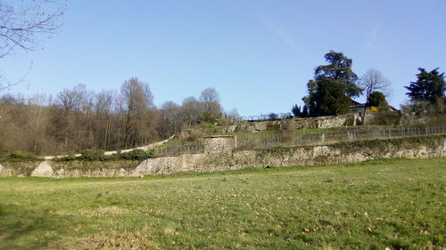Trees on grass against sky