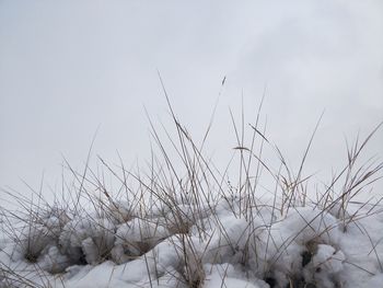 Close-up of frozen plants on field against sky