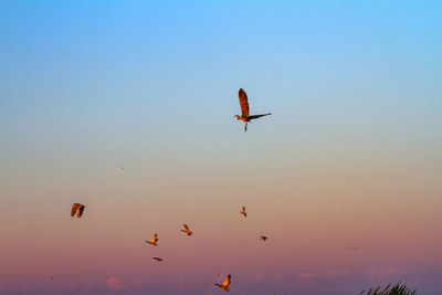 Low angle view of birds flying against sky