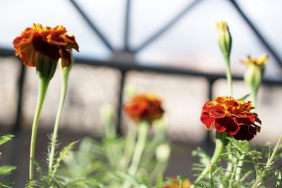 Close-up of orange flowers