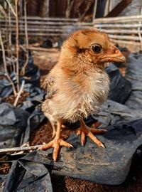 Close-up of a bird