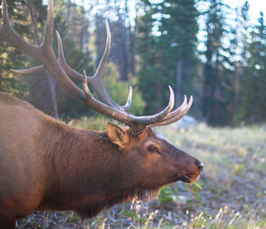 Close-up of moose in forest