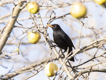 Low angle view of bird perching on tree