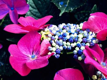 Close-up of pink flowering plants in park