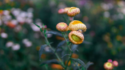 Close-up of flowering plant on land