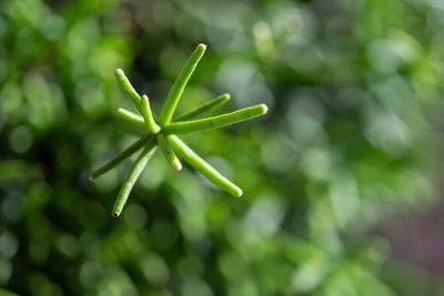 Close-up of plant