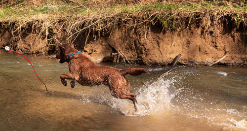 Dog running in water