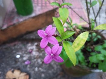 Close-up of pink flowering plant