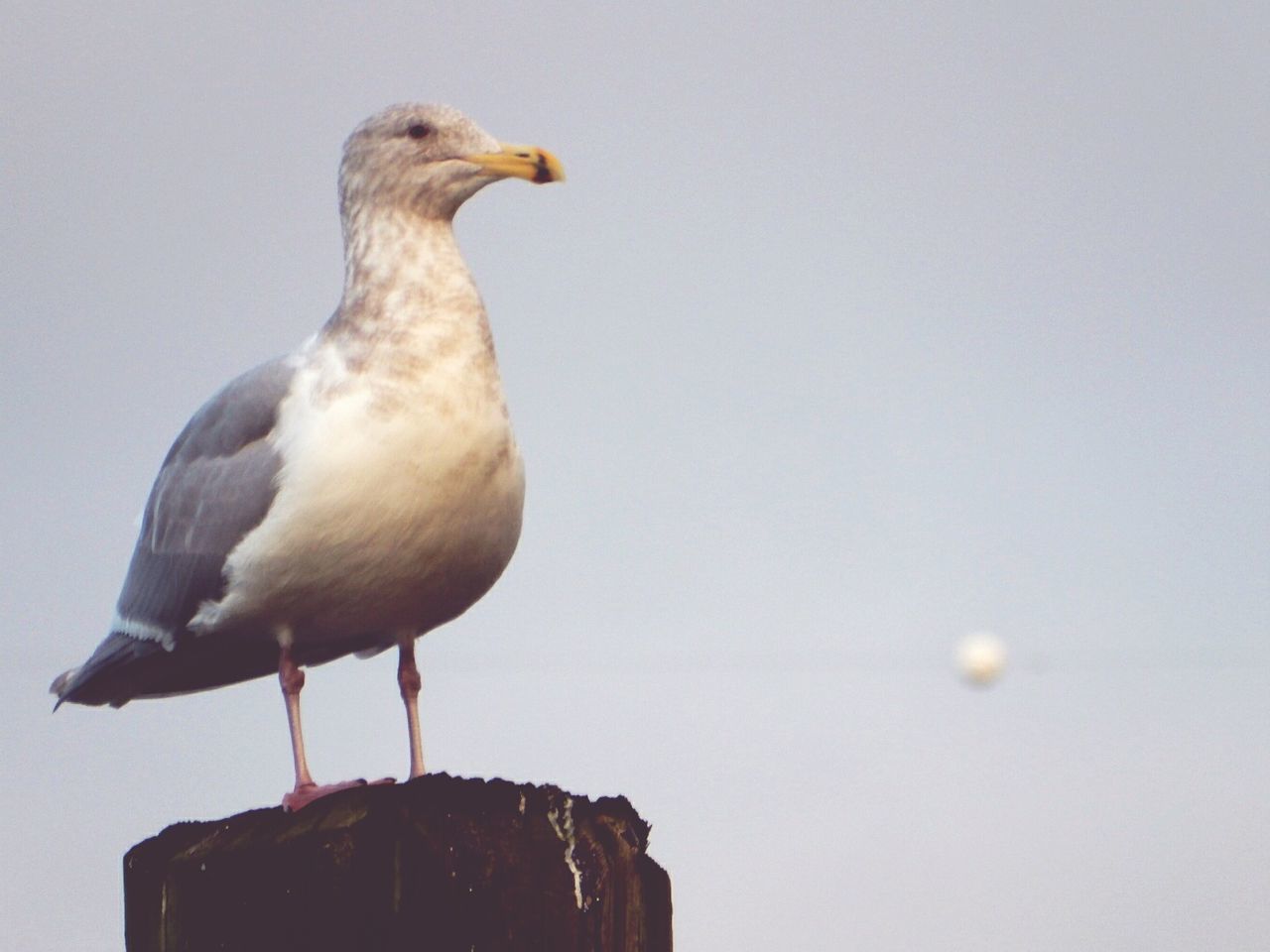 bird, animal themes, animals in the wild, one animal, wildlife, perching, seagull, clear sky, low angle view, copy space, full length, beak, day, outdoors, nature, sky, focus on foreground, side view, no people, pigeon