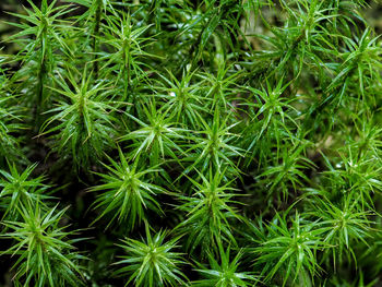 Full frame shot of fresh green plants