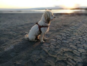 Dog at beach against sky during sunset