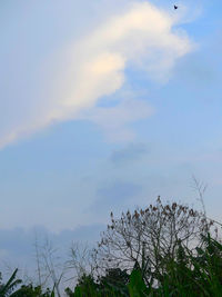 Low angle view of plants against sky