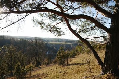 Trees on landscape against sky