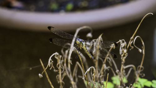 Close-up of butterfly pollinating flower