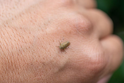 Close-up of hand holding an insect