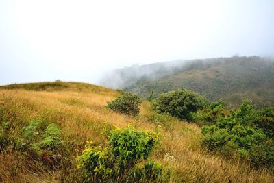 Scenic view of trees on field against sky