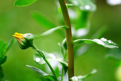 Close-up of bud growing outdoors