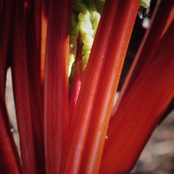 Close up of red leaf