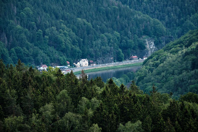 High angle view of trees at forest