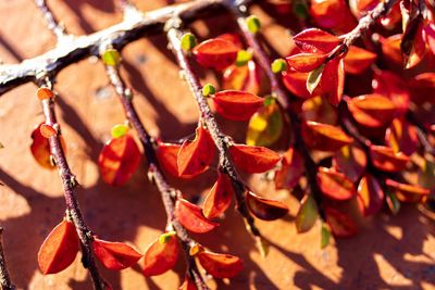 Close-up of red berries growing on plant