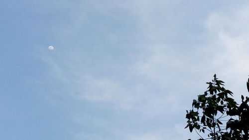 Low angle view of trees against blue sky