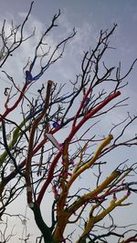 Low angle view of flower tree against sky