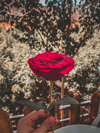 Close-up of hand holding red rose