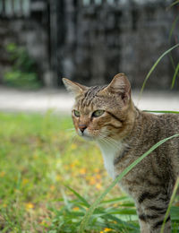 Close-up of a cat