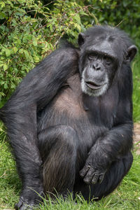 Chimpanzee photo taken at the local zoo