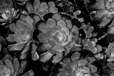 Close-up of flowers in water