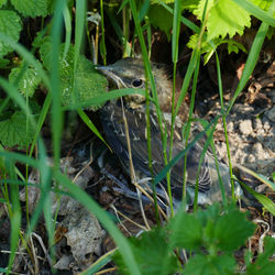 Close-up of a lizard on field