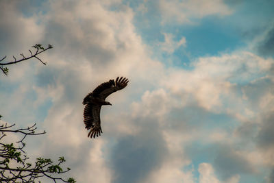 Low angle view of bird flying against cloudy sky