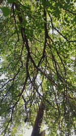 Low angle view of tree