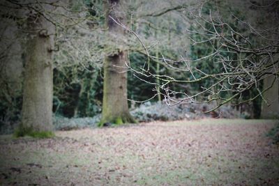 Close-up of trees in forest