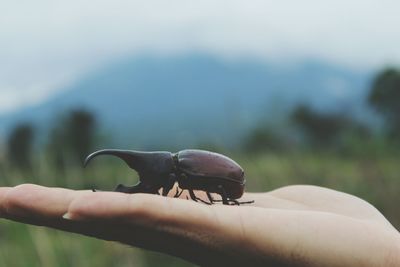 Close-up of hand holding lizard