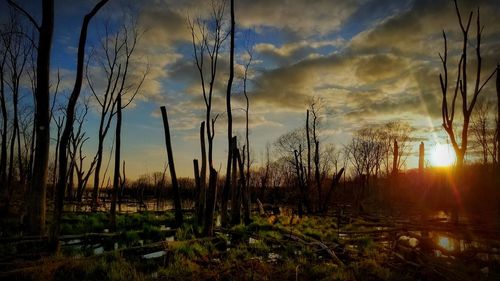 Scenic view of forest against sky during sunset