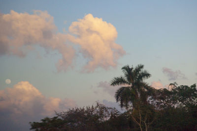 Low angle view of trees against sky