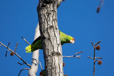 Red crowned parrot in a sweetgum tree in los angeles