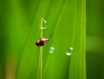 Close-up of ladybug on plant