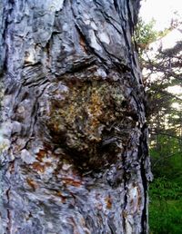 Close-up of tree trunk