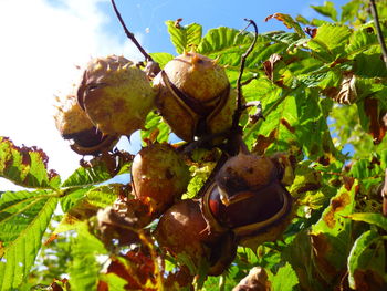 Low angle view of fruits hanging on plant