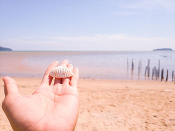 Cropped hand of person holding seashell at beach against sky