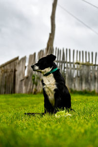 Dog looking away on field