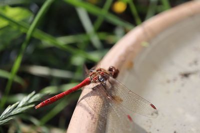 Close-up of dragonfly on plant