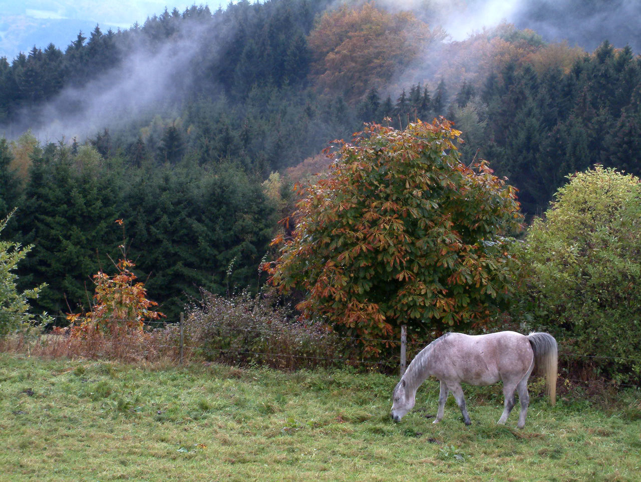 HORSES GRAZING ON FIELD AGAINST TREES